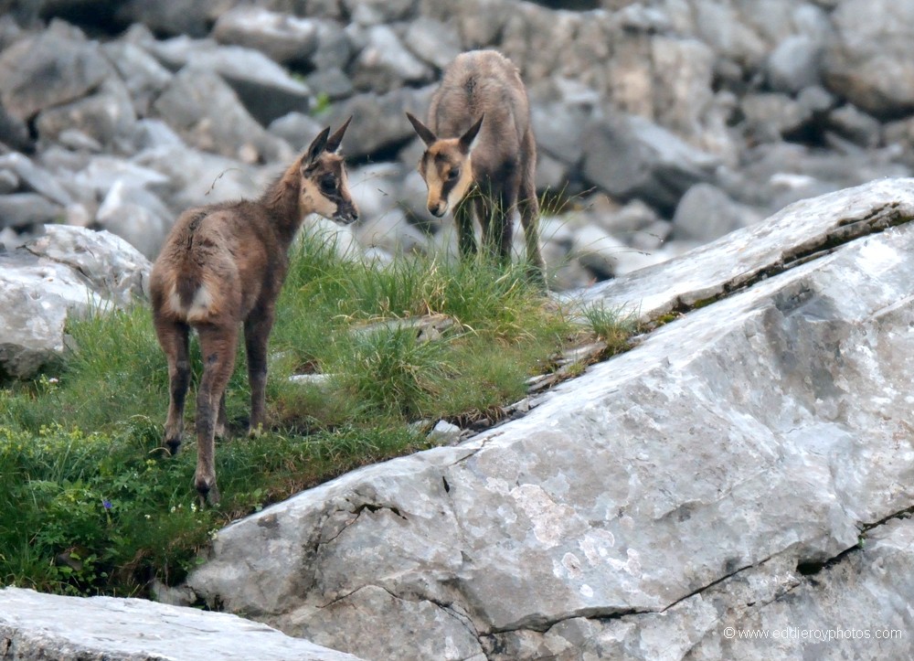 Chamois