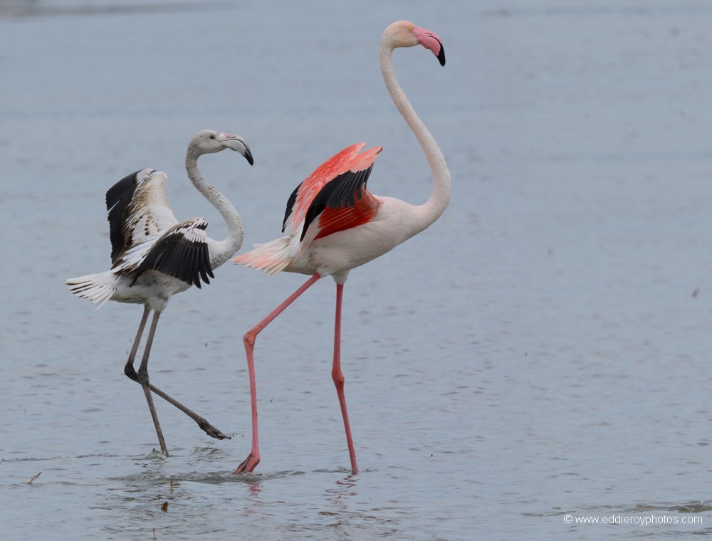 Flamants roses