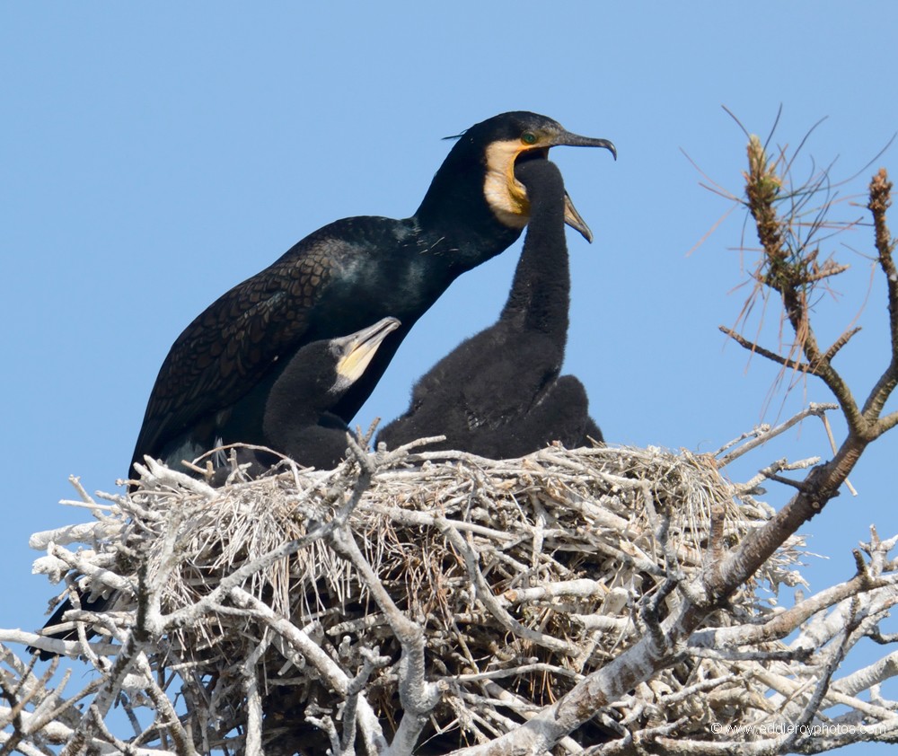 Grands Cormorans