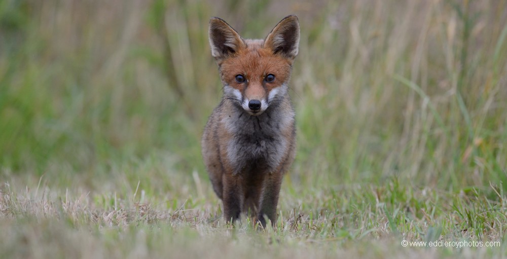 Renard roux