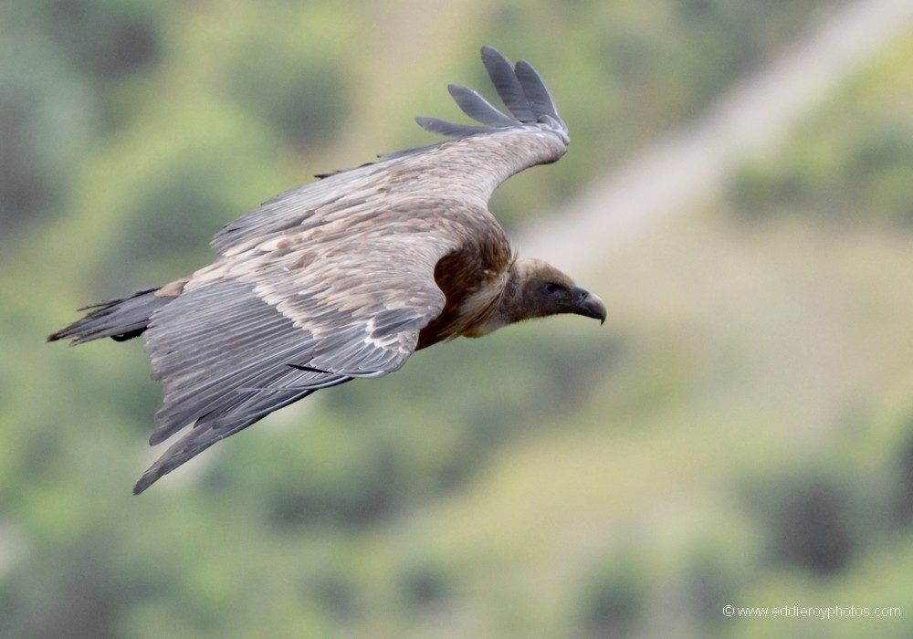 Vautour fauve