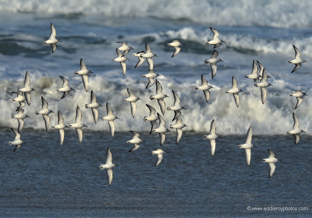 Becasseaux sanderlings