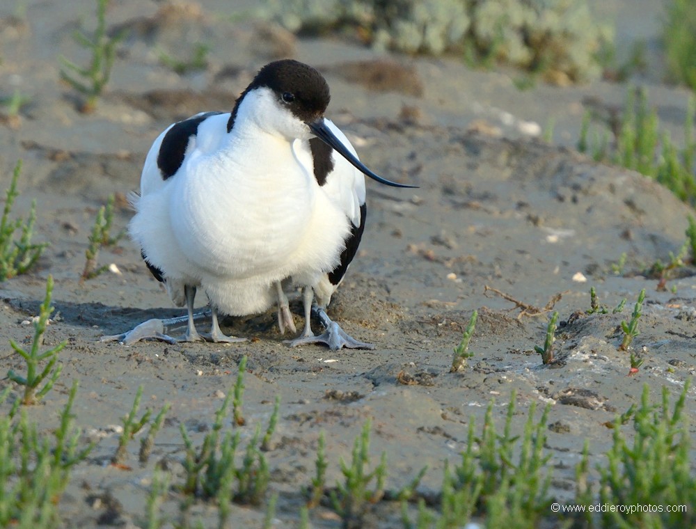 Avocettes élégantes