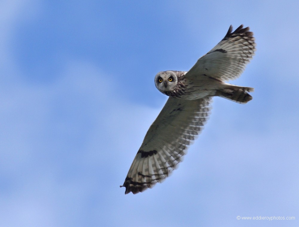 Hibou des marais