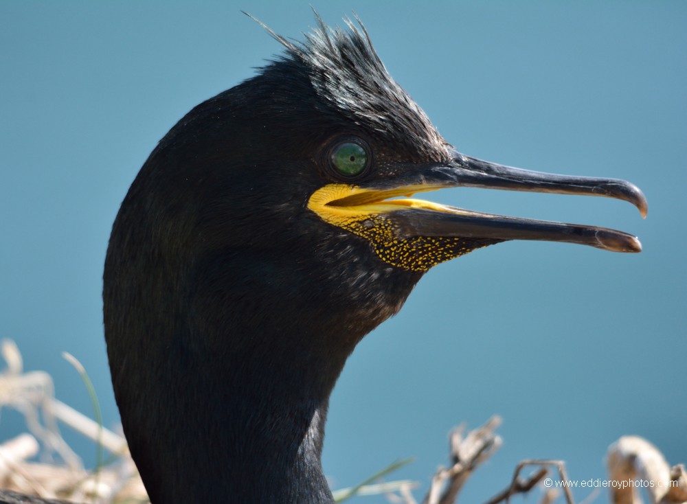 Cormoran huppé
