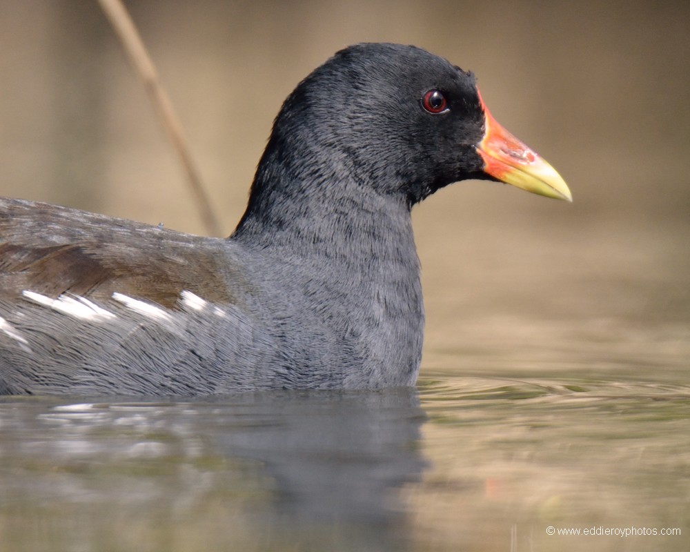 Gallinule Poule d'eau