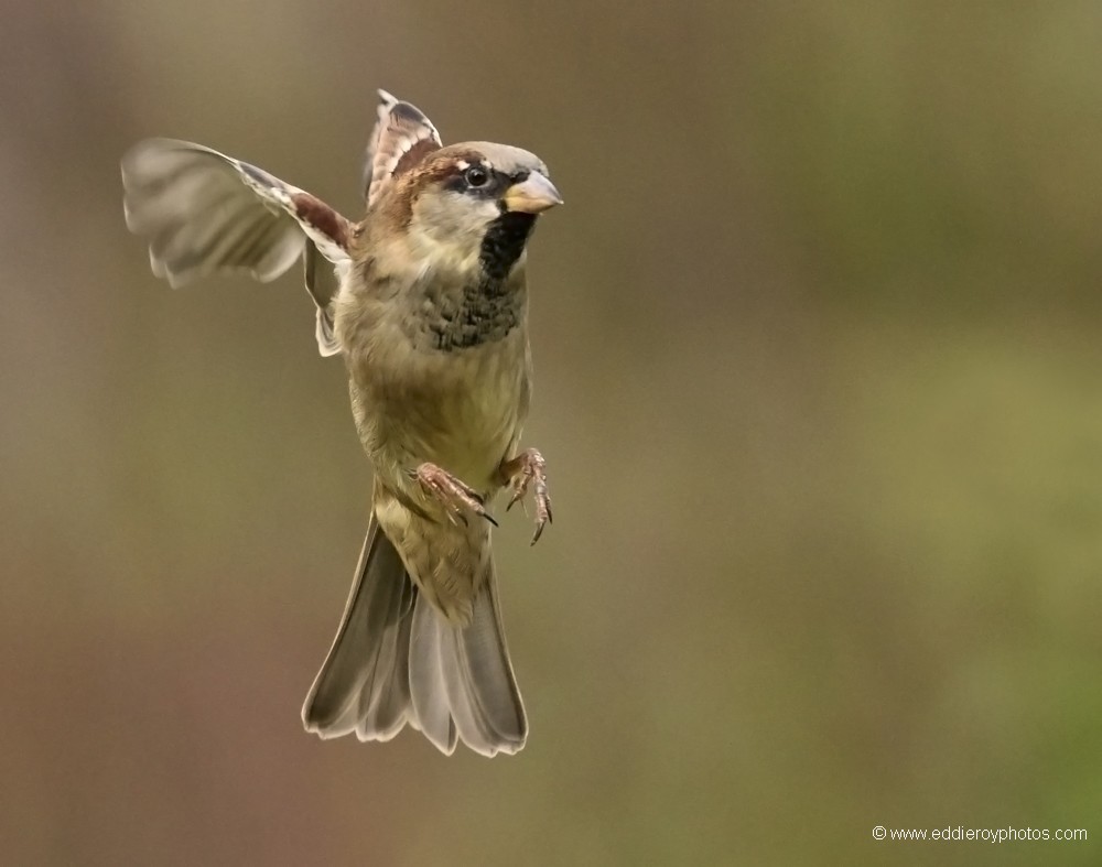 Moineau domestique