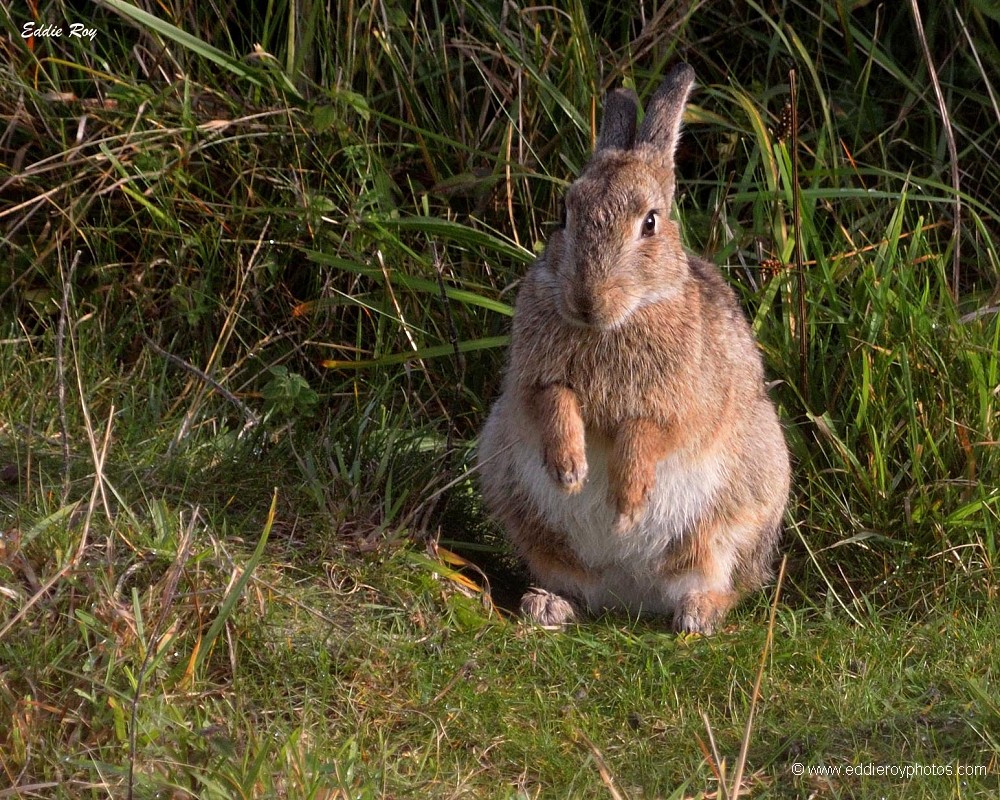 Lapin de garenne