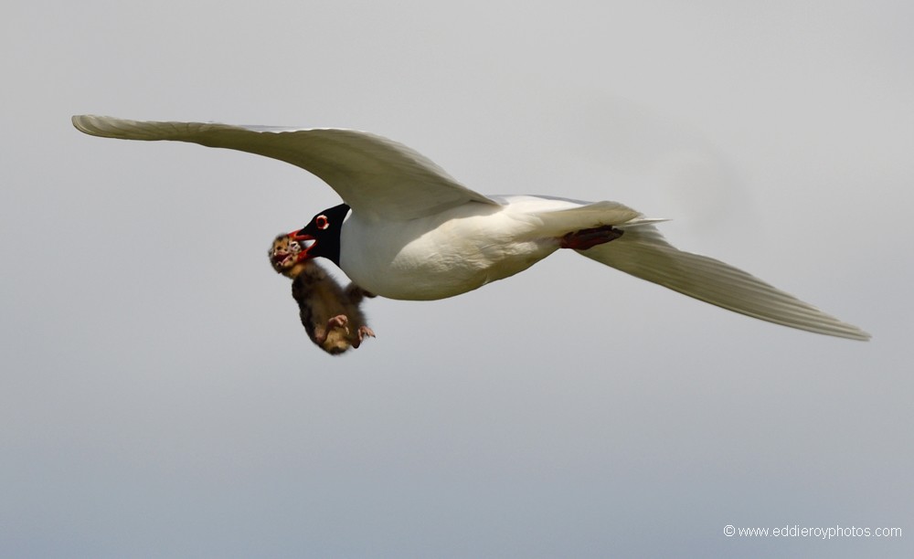 Mouette mélanocéphale