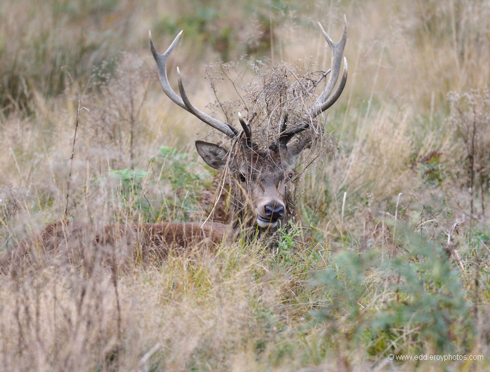 Cerf élaphe