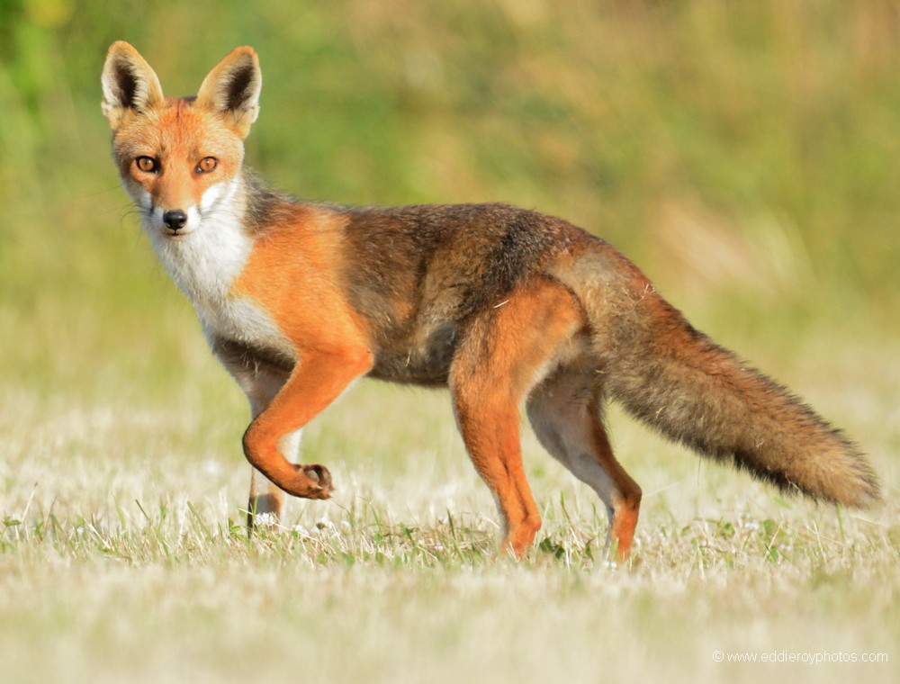 Renard roux