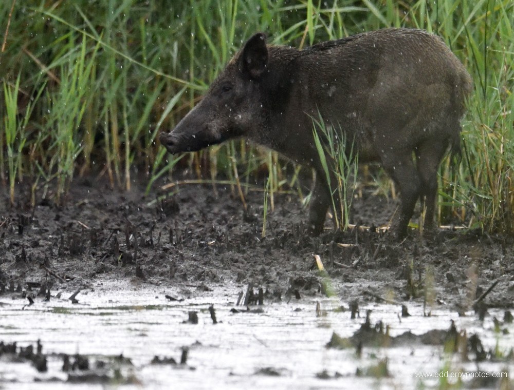 Sanglier