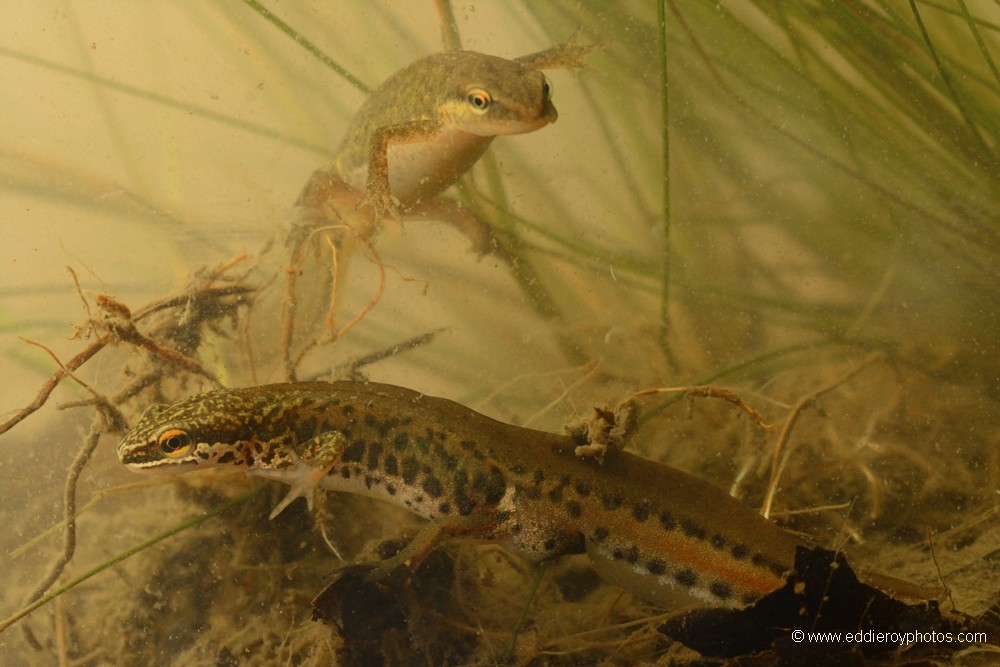 Tritons palmés