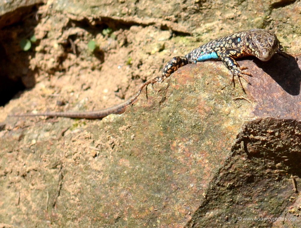 Lézard des murailles