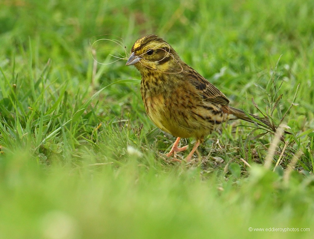 Bruant jaune