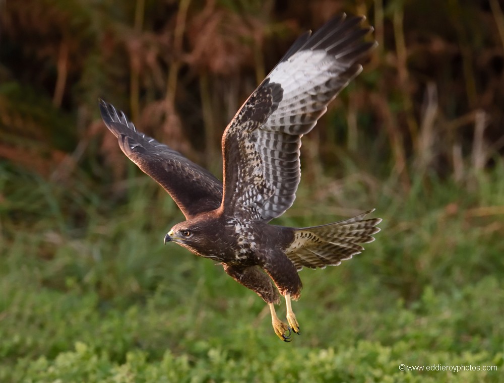 Buse variable
