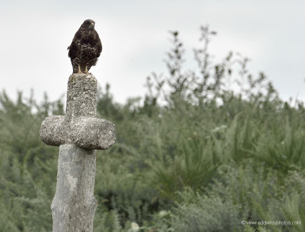 Buse variable