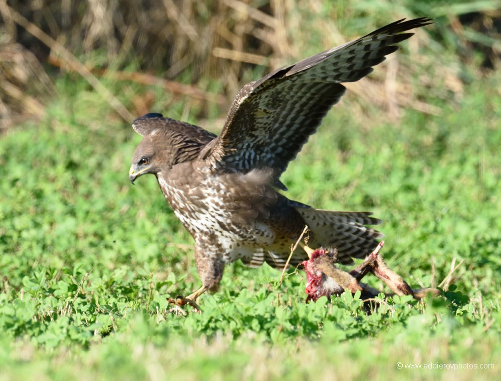 Buse variable