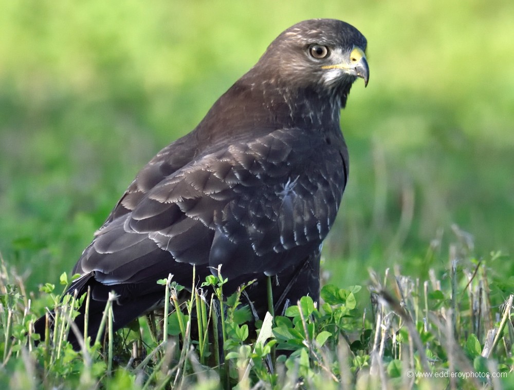 Buse variable