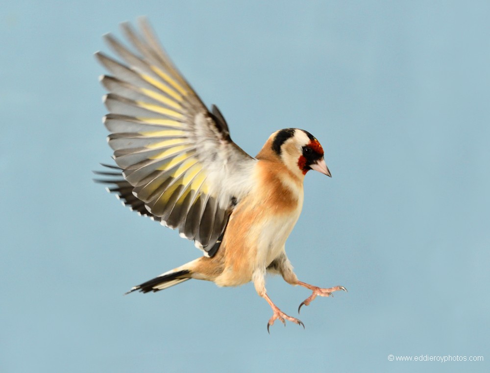Chardonneret élégant