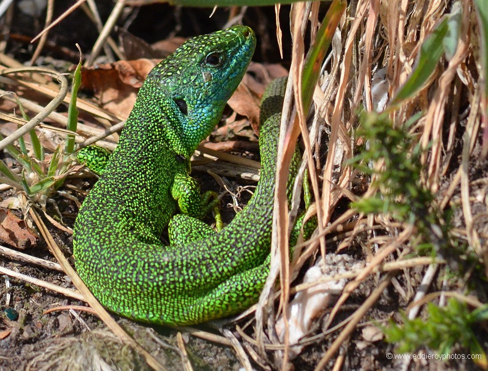 Lézard vert