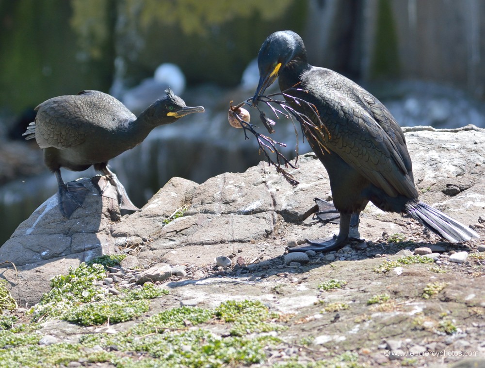 Cormoras huppés