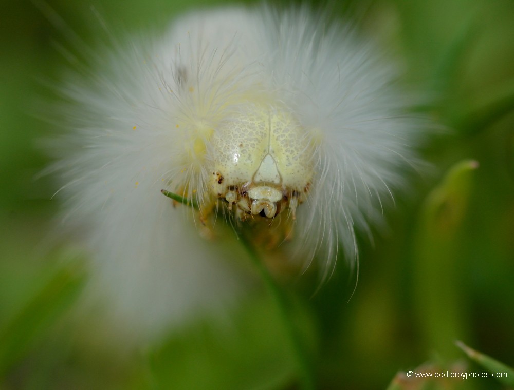 Chenille du Bombyx pudibond
