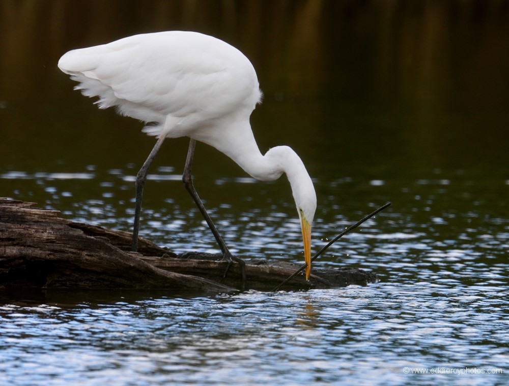 Grande Aigrette
