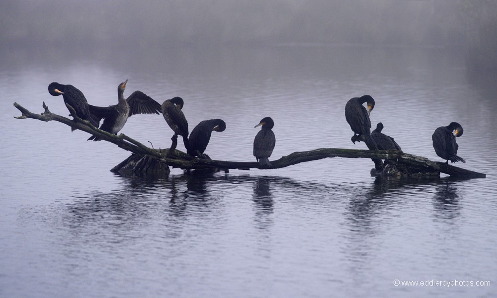 Grands Cormorans