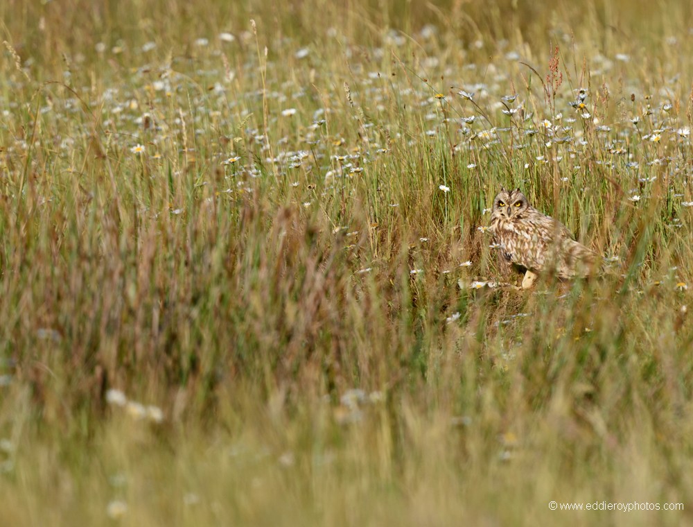 Hibou des marais