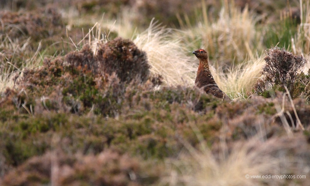 Lagopède d'Ecosse