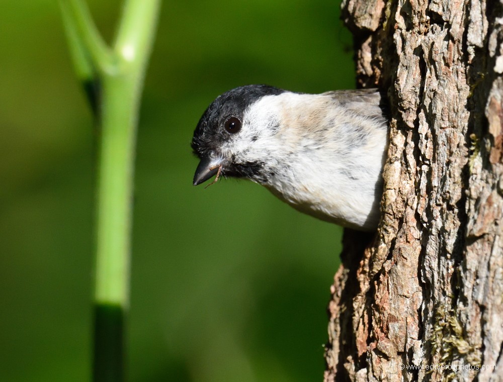 Mésange nonnette