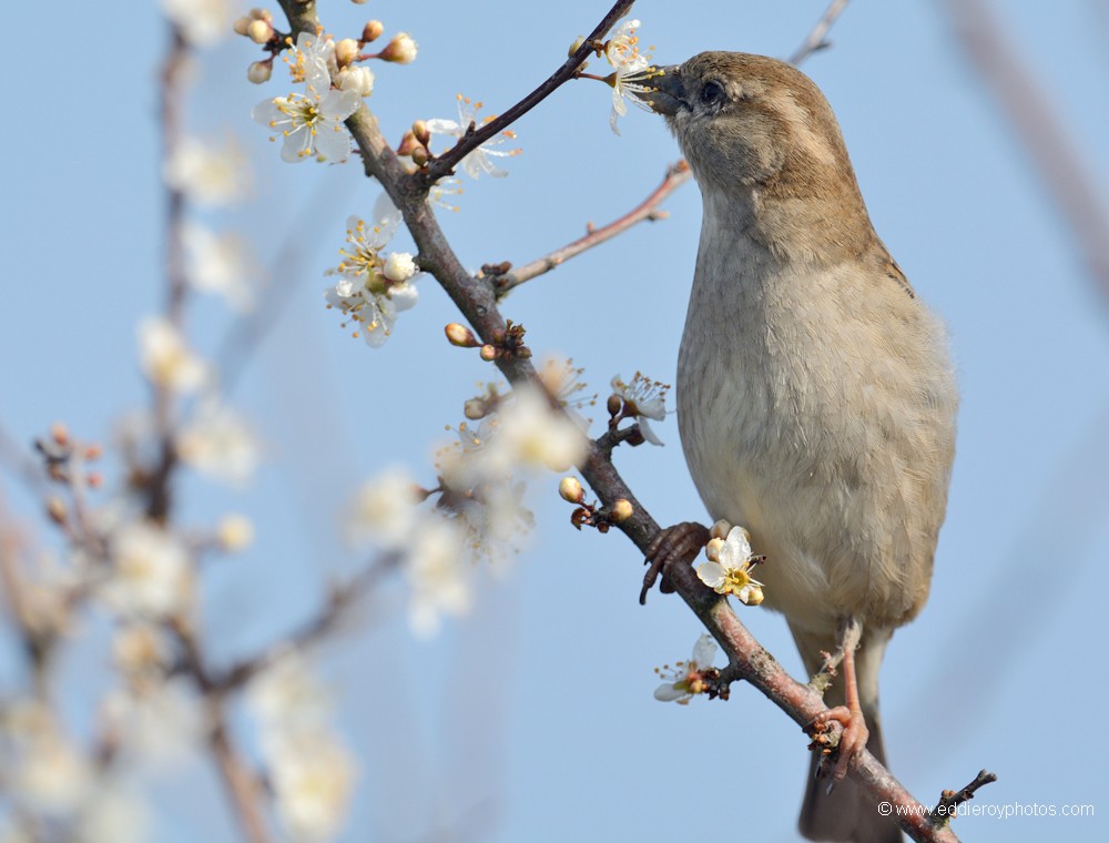 Moineau domestique