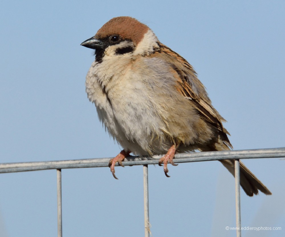 Moineau friquet