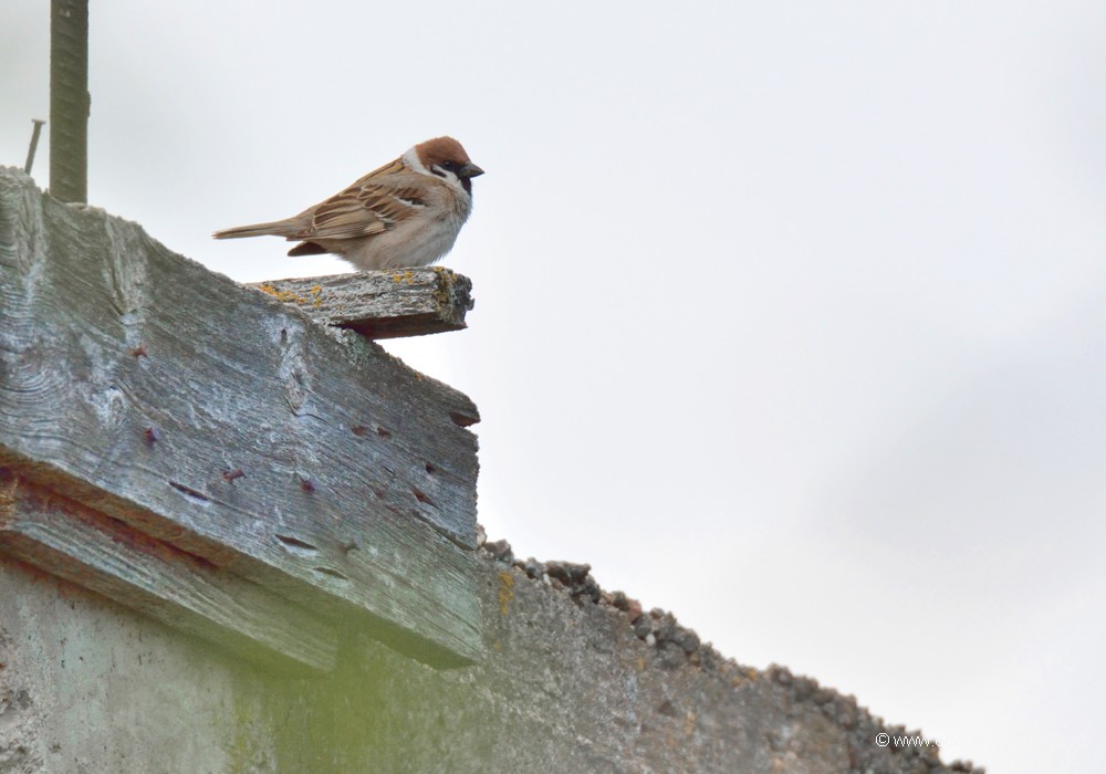 Moineau friquet