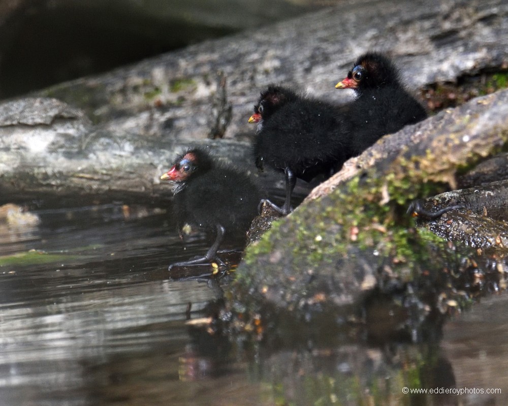 Gallinules poules-d'eau
