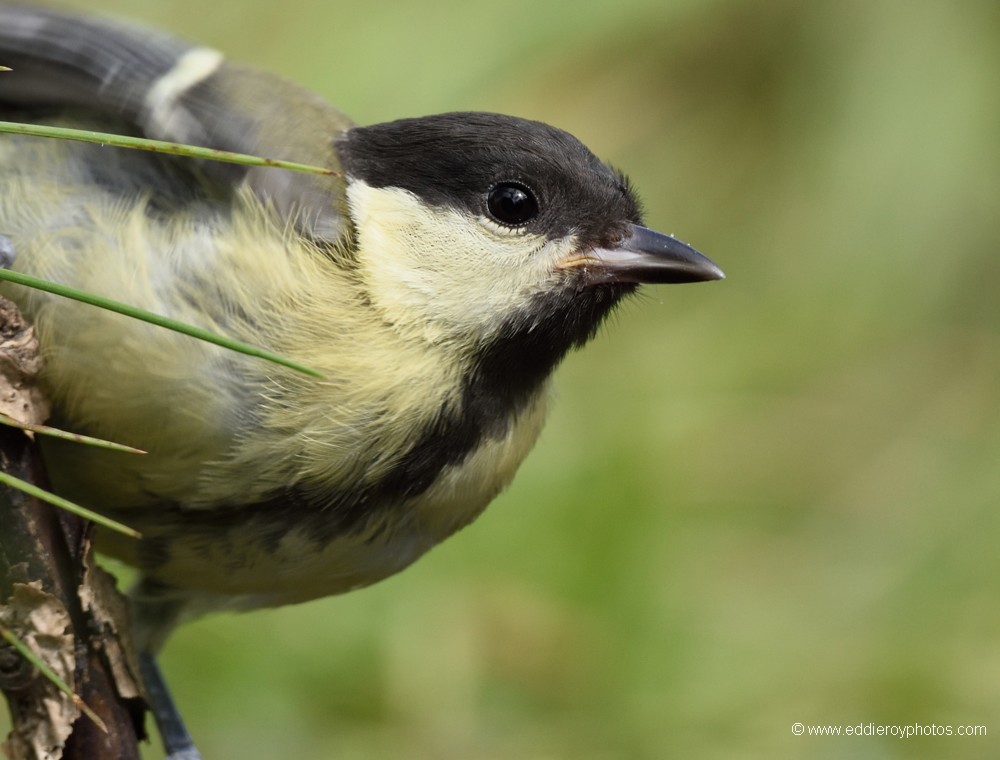 Mésange charbonnière