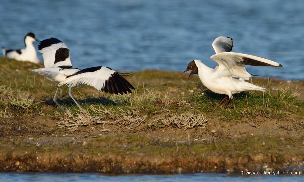 Avocette élégante et Mouette rieuse