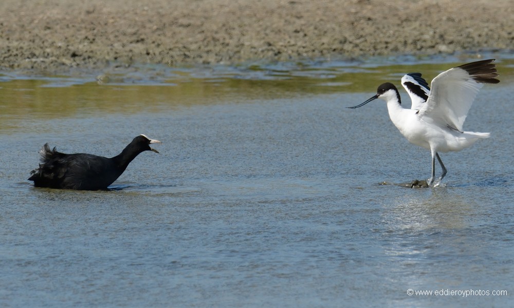Foulque macroule et Avocette élégante