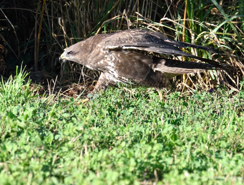 Buse variable