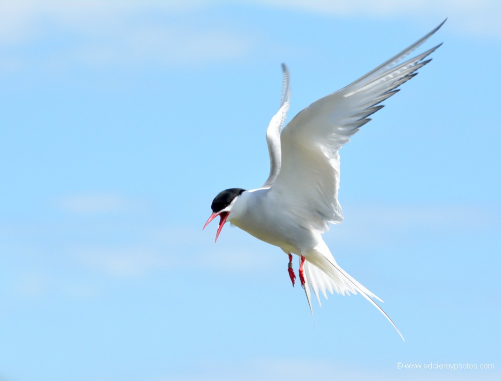 Sterne arctique