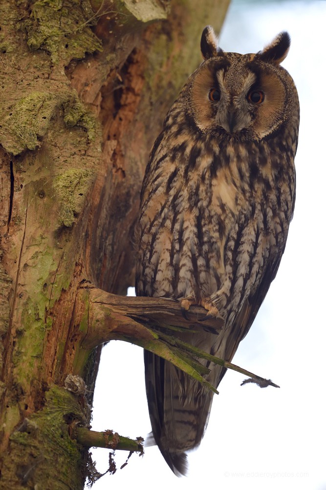 Hibou Moyen-duc