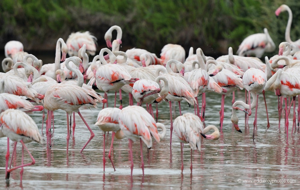 Flamants roses