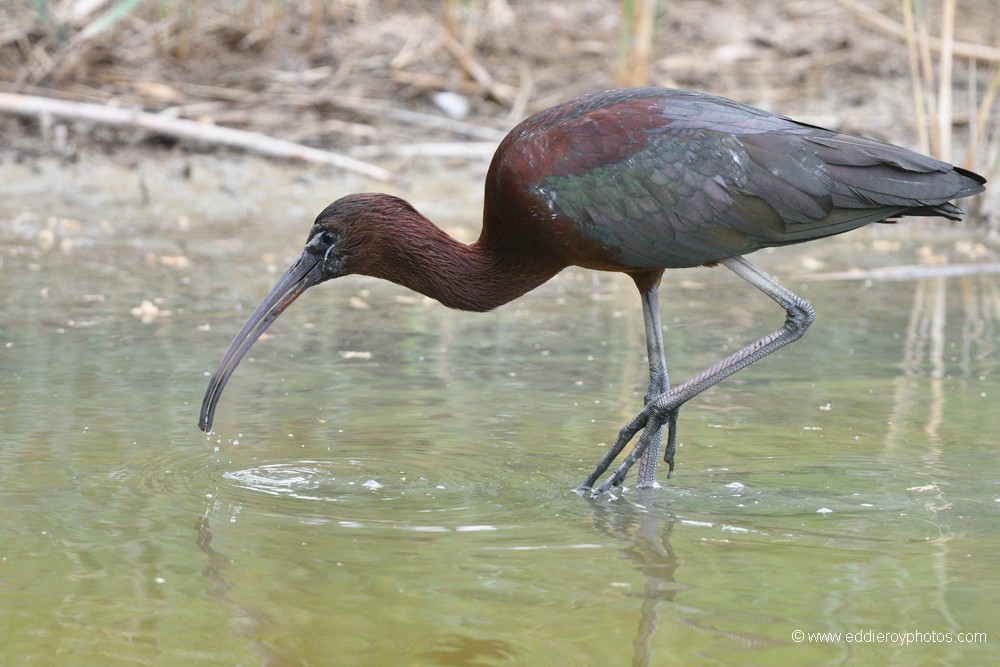 Ibis falcinelle