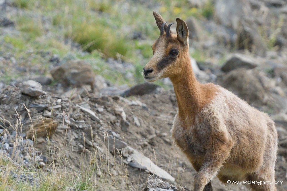 Isard