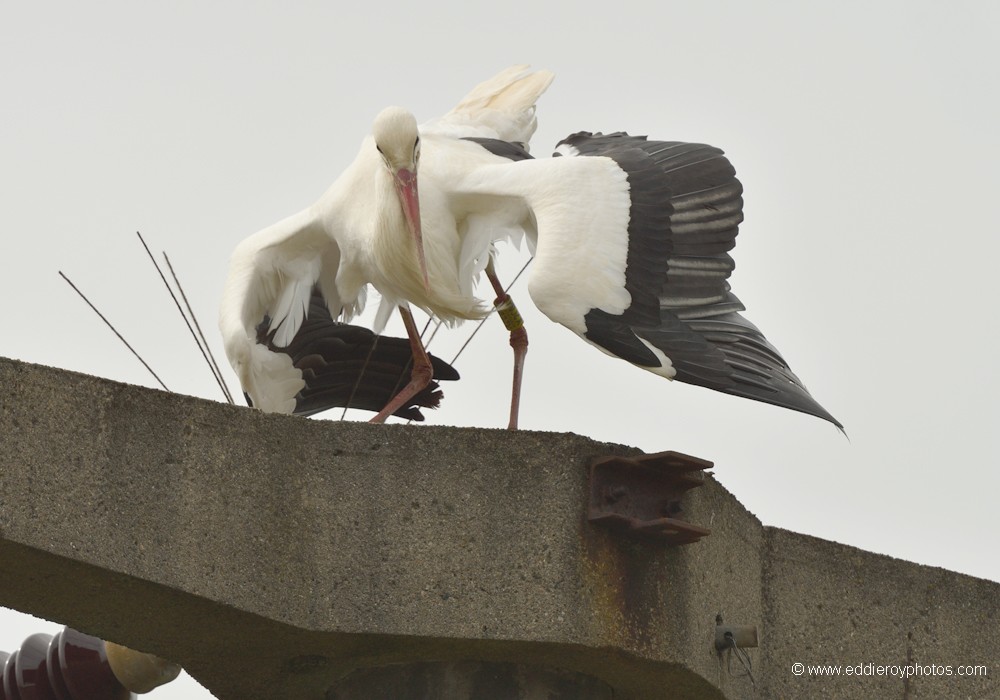 Cigogne blanche