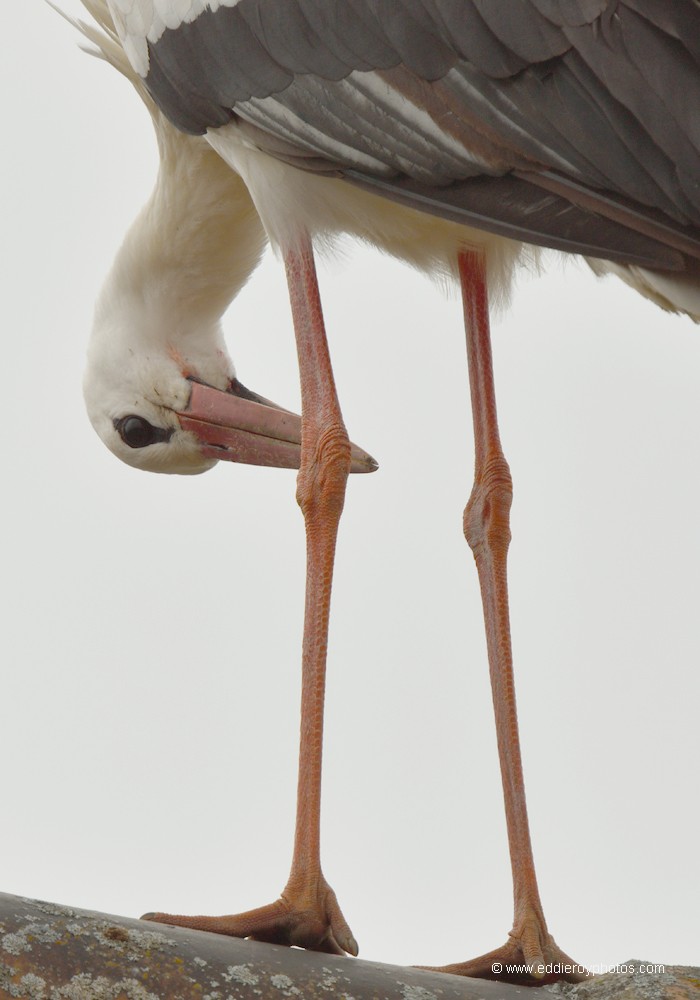 Cigogne blanche