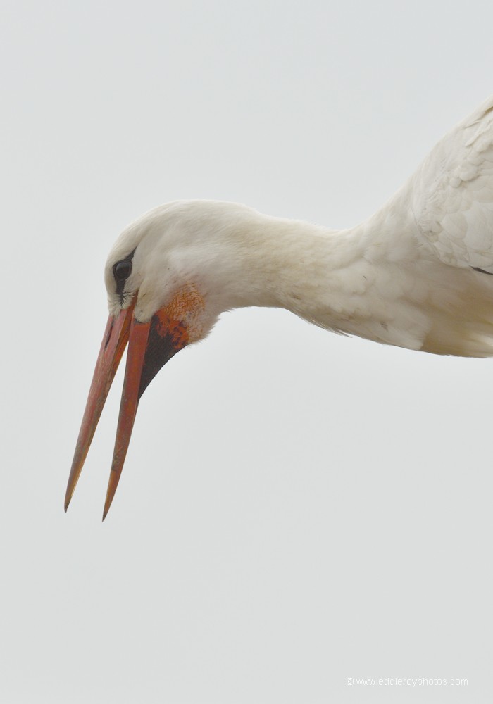 Cigogne blanche mâle