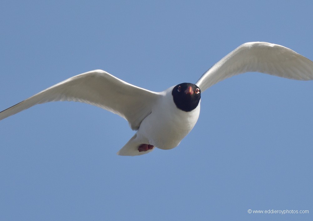 Mouette mélanocéphale