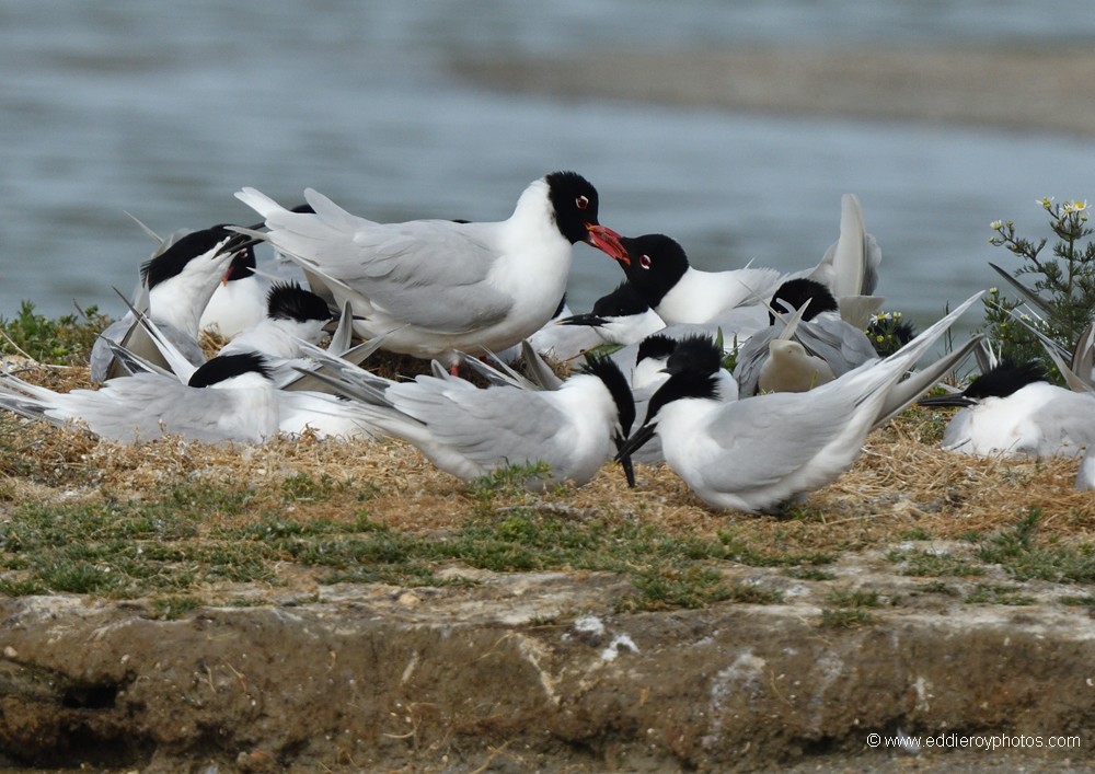 Mouettes mélanocéphales